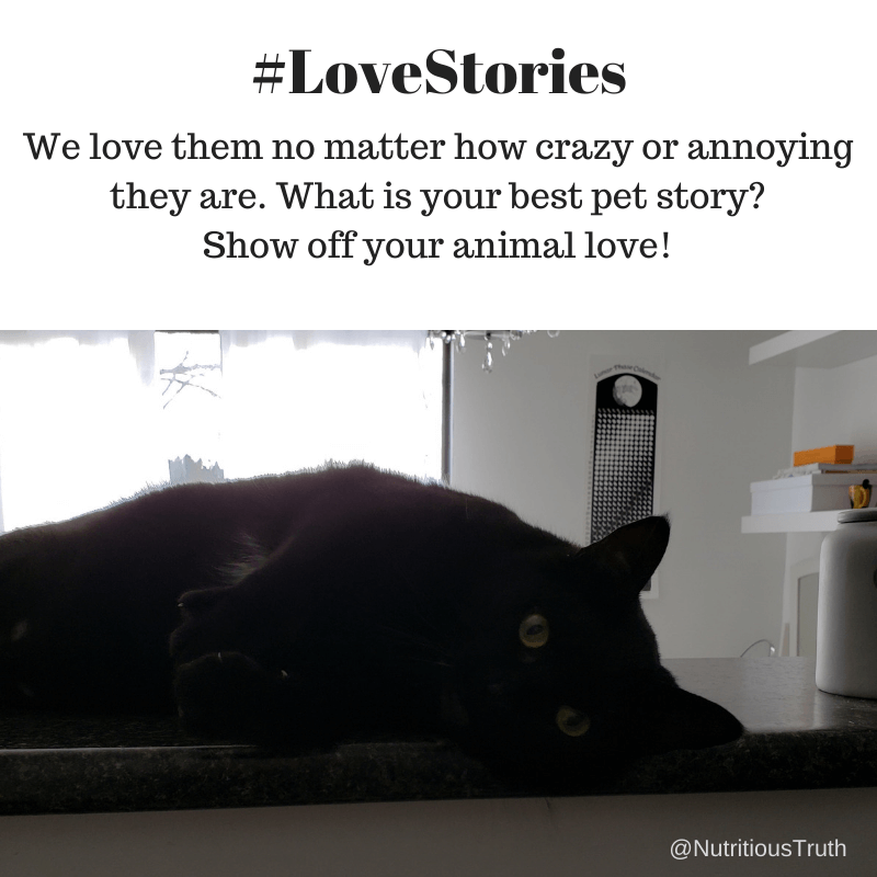 #lovestories pets